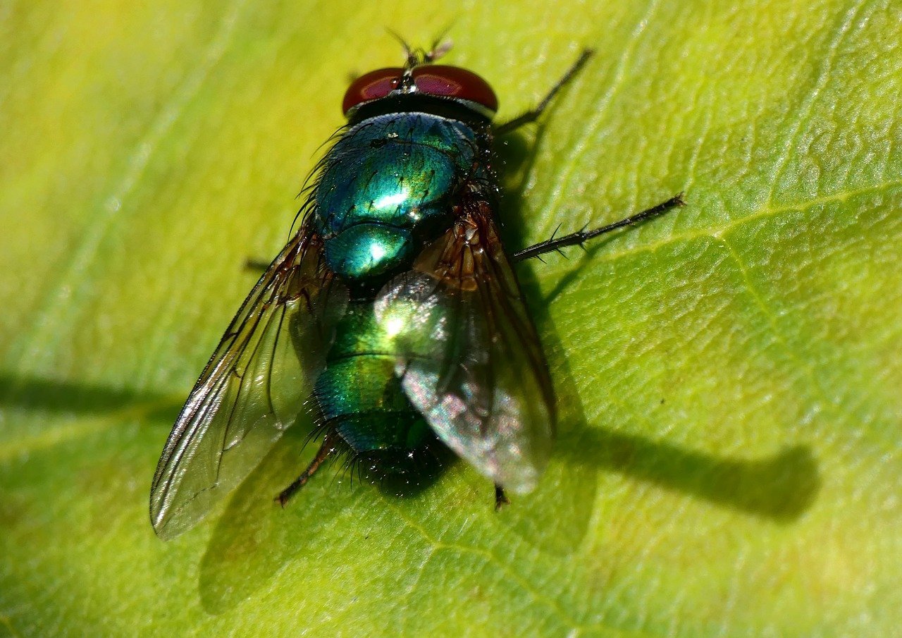 Зеленая мясная муха. Зеленая Муха Люцилия. Муха навозная зеленая. Изумрудная Муха. Муха синяя мясная (Calliphora uralensis).