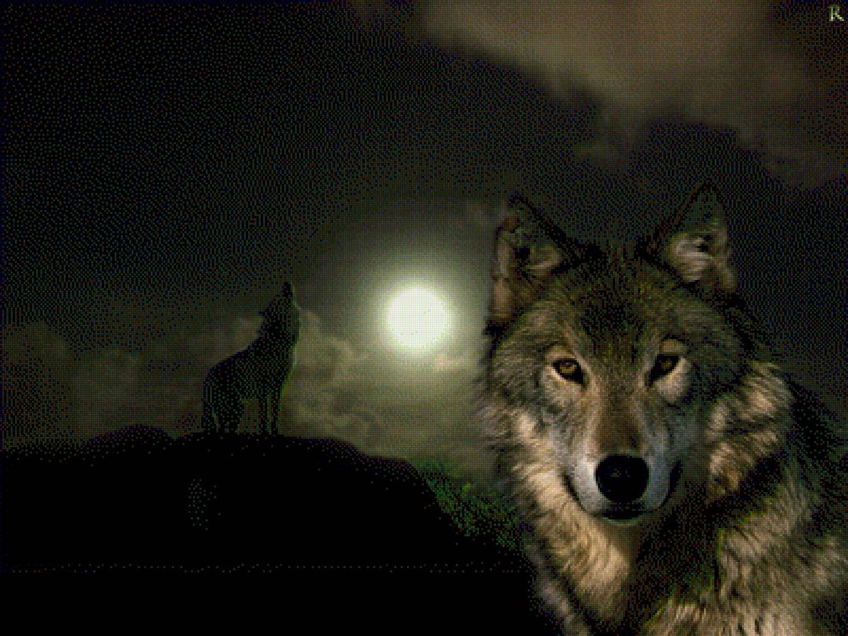 Картинка волк одиночка