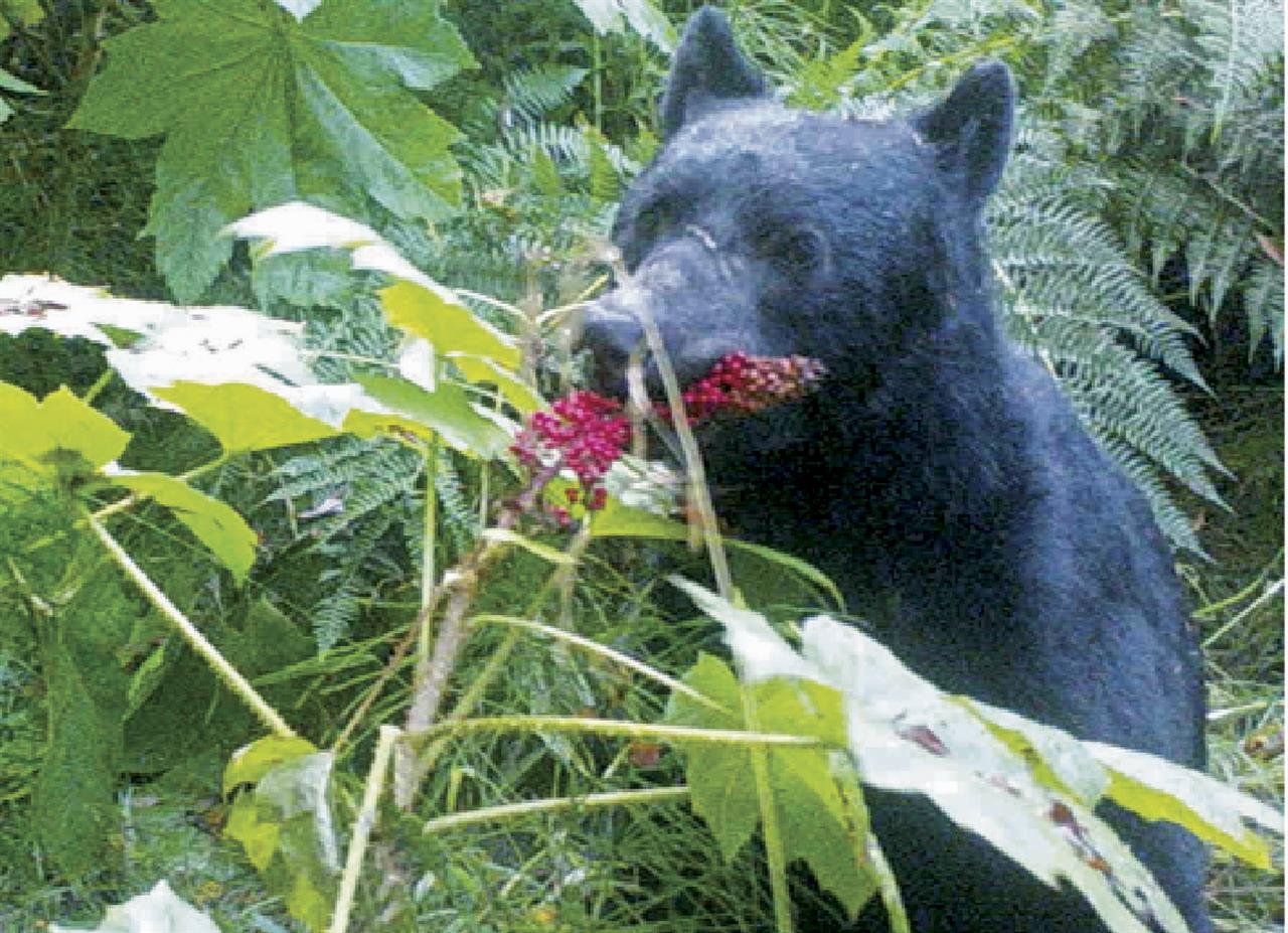 Медведь ест малину