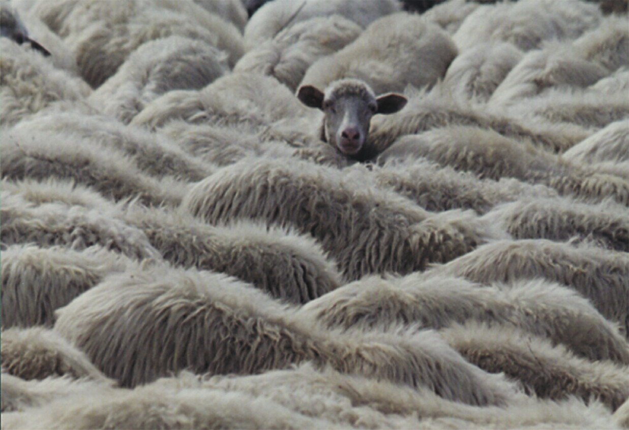 Лесная шерсть. Волокна овечьей шерсти. Ноев Ковчег овцы. Ковер из шерсти овцы. Шерсть овцы для валяния.
