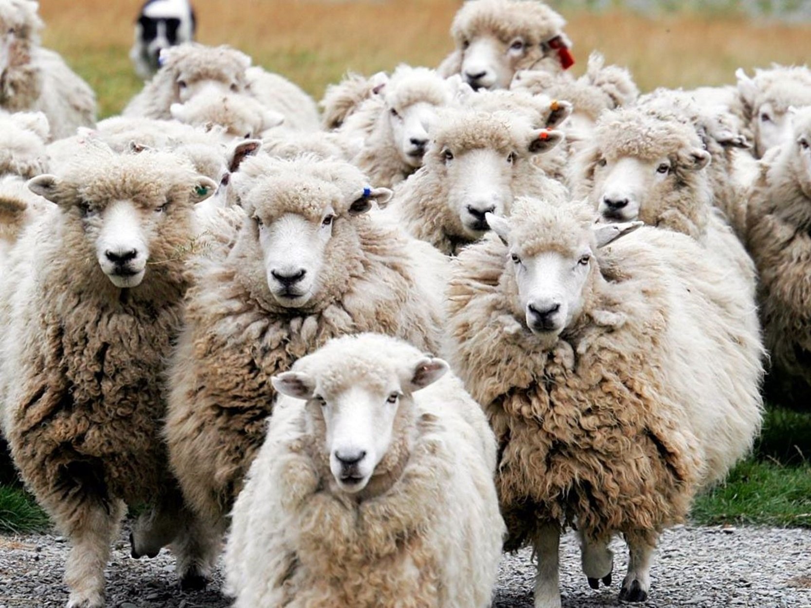 Высоцкий шагают бараны в ряд. Стадо овец. Бараны стадо. Стадо Баранов. Бараны и овцы.