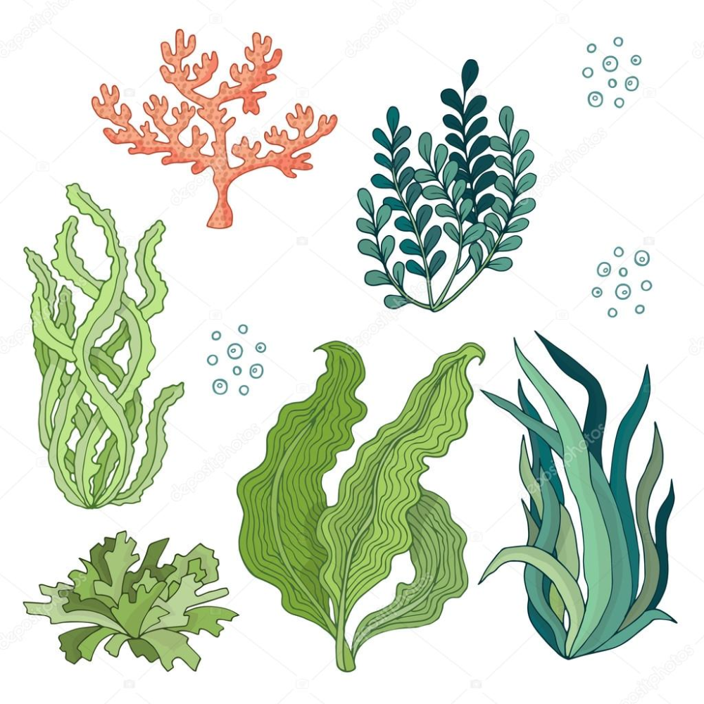 Водоросли для детей. Стилизованные водоросли. Стилизованные морские растения. Морские водоросли. Морские водоросли для детей.