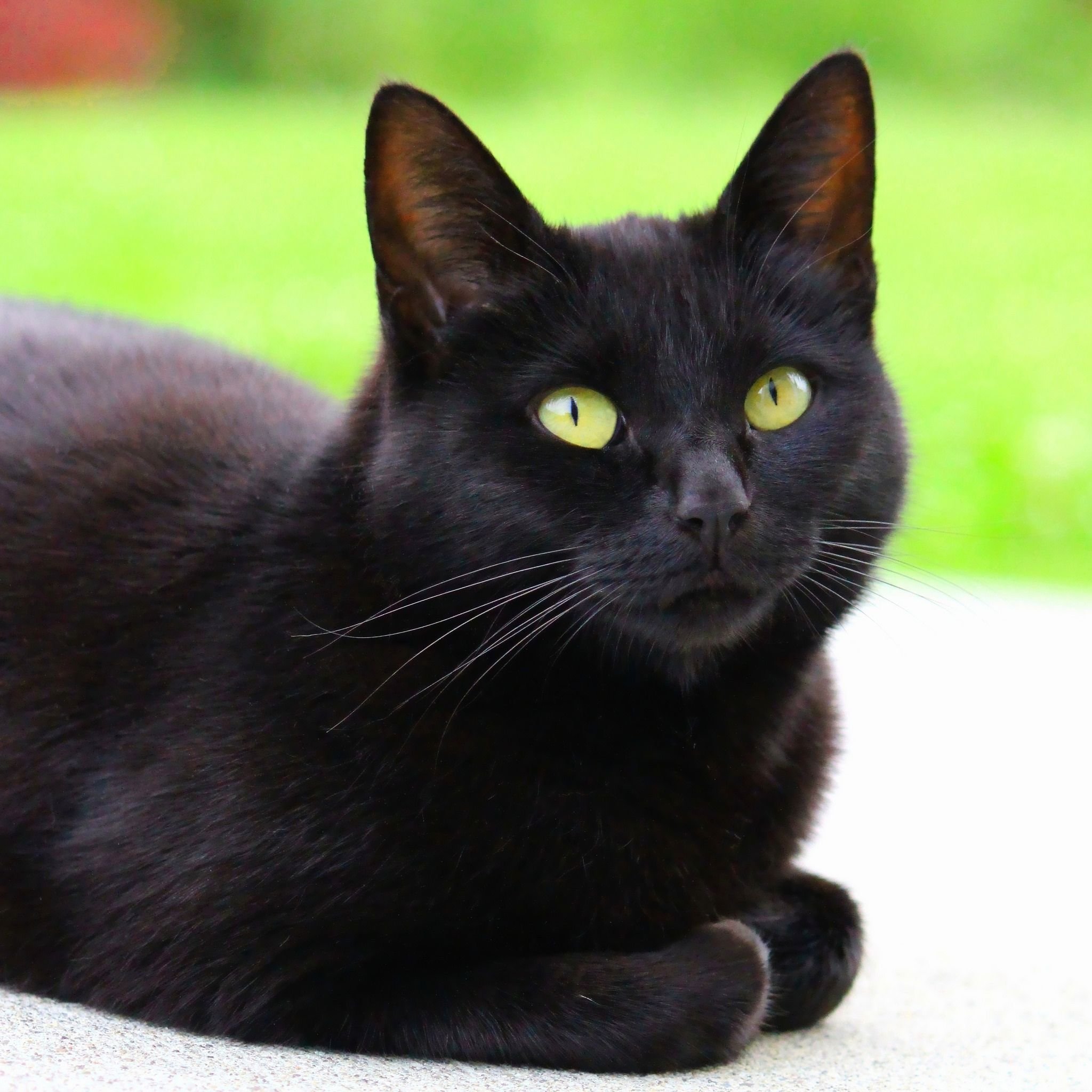 Порода черной кошки с желтыми глазами. Бомбейская кошка. Бомбейская кошка короткошерстная черная. Богемская кошка чёрная. Сибирская черная короткошерстная кошка.