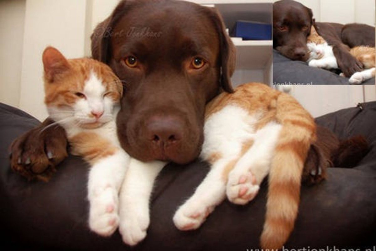 Дружба Кота И Собаки