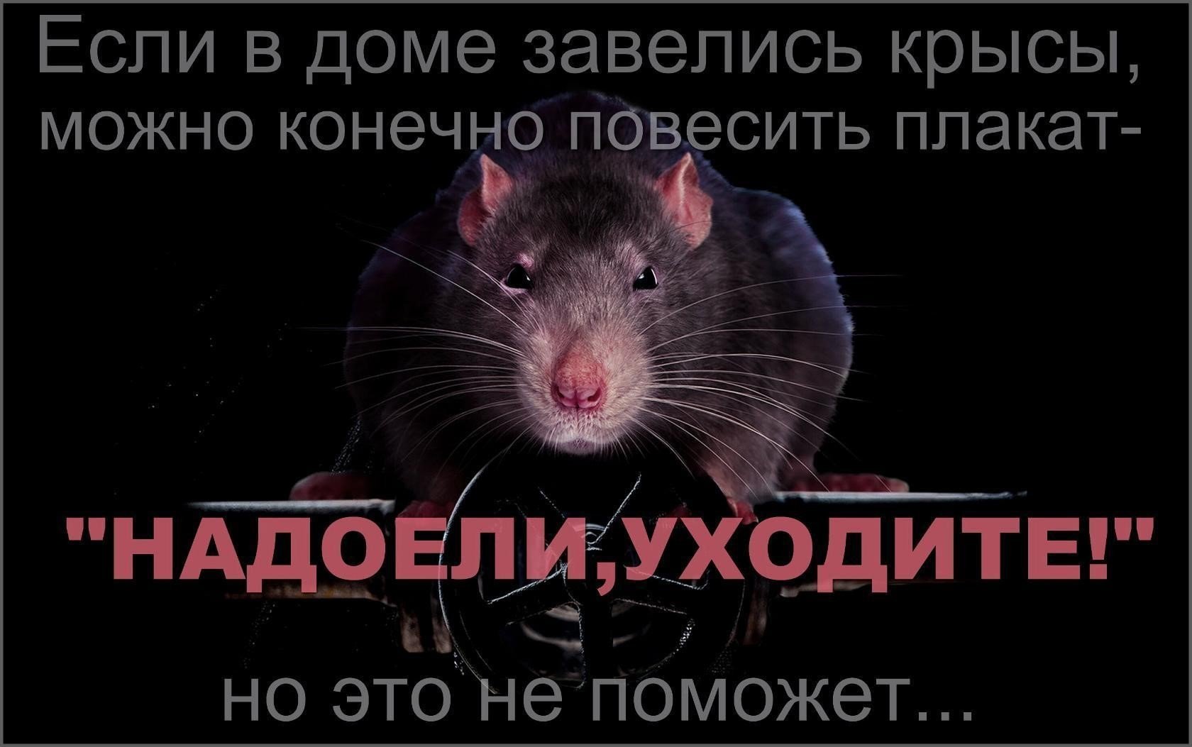 Картинки с крысами с надписями. Крыса в коллективе. Высказывания про крысятничество. Цитаты про крыс. Шутки про крыс.