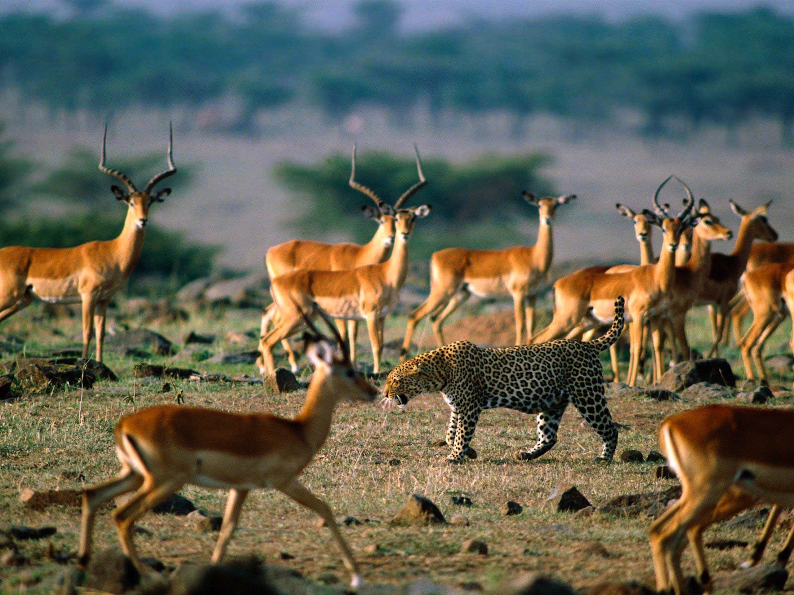Национальный парк каким названием есть в африке. Антилопы Серенгети. Антилопа в саванне. Парк антилоп сафари Ранч.