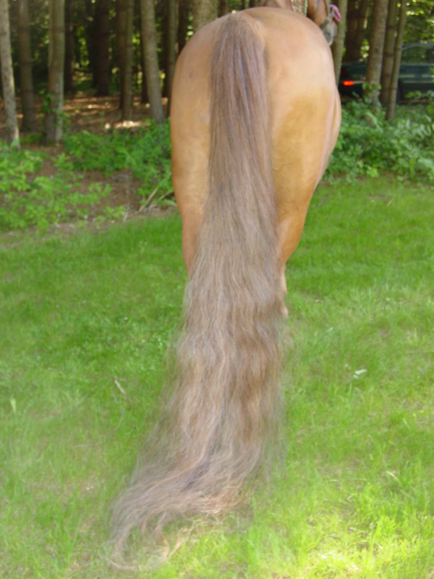 Horse hair