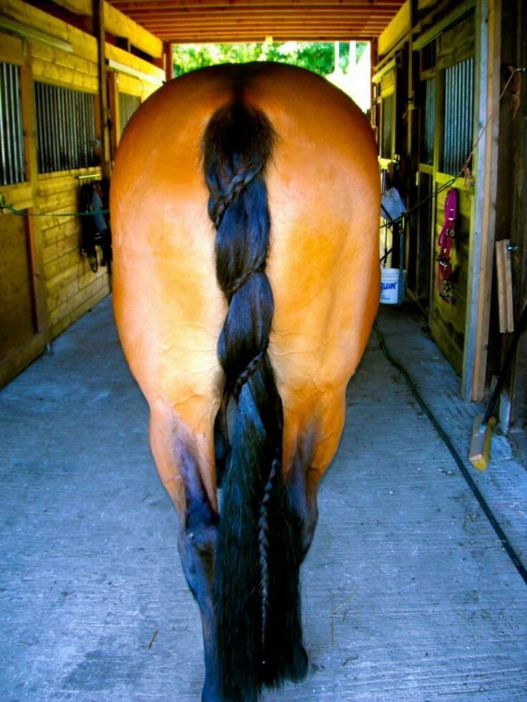 хвост лошади без волос фото