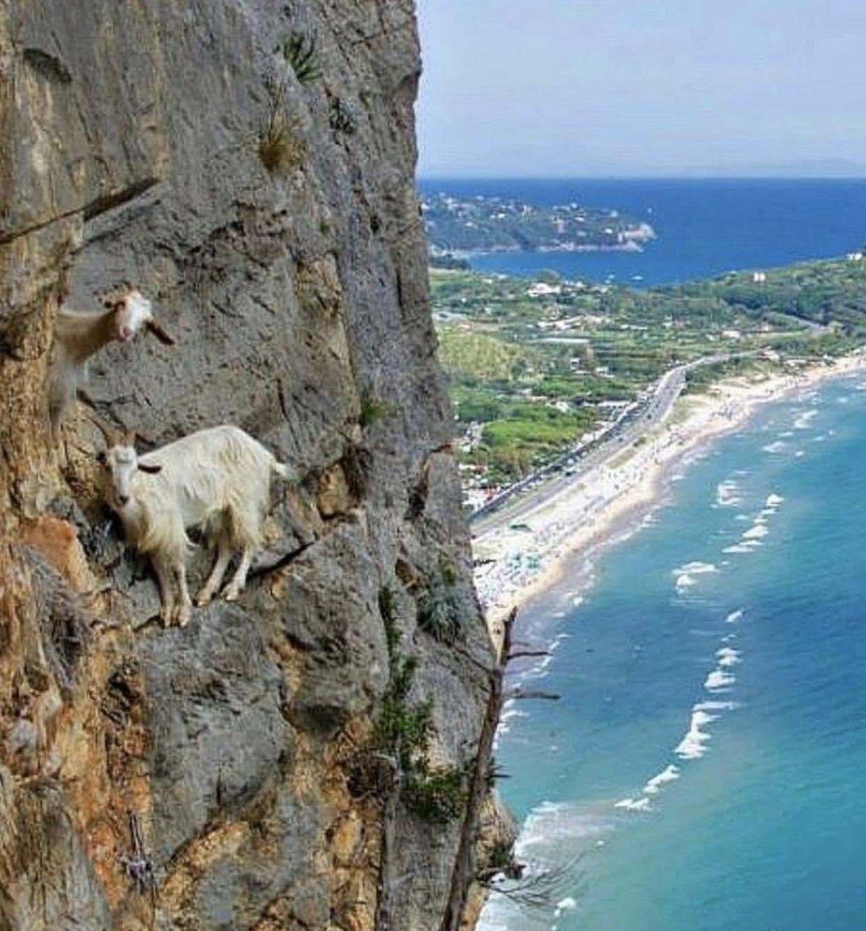 Турецкий город коз и кошек. Горные козы на отвесных скалах. Коза на скале. Горный козел на скале. Горные козы.