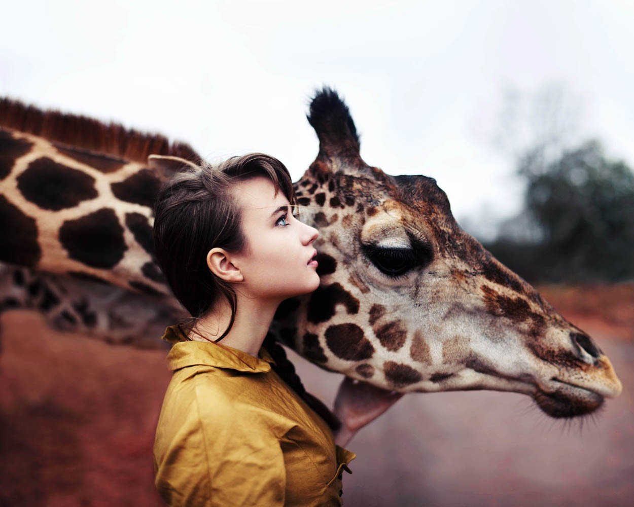 Правда что люди животные. Девушка Жираф. Фотосессия с животными. Фотосессии с экзотическими животными.