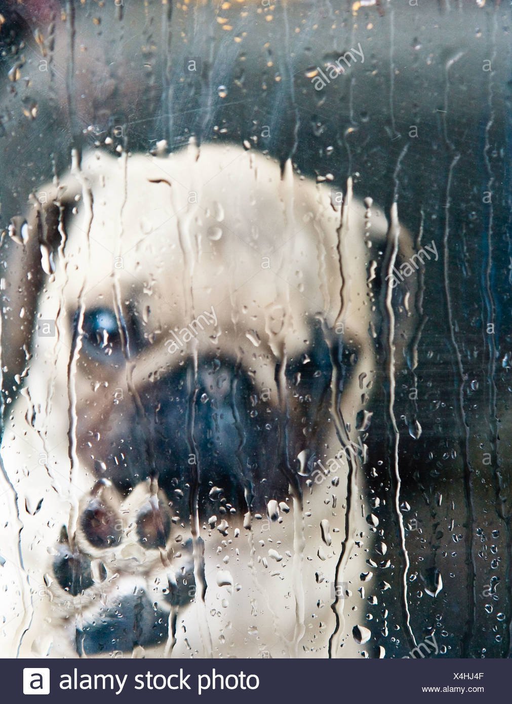 Сон плачущая собака. Грустная собака. Собака под дождем. Плачущая собака. Грустный щенок.