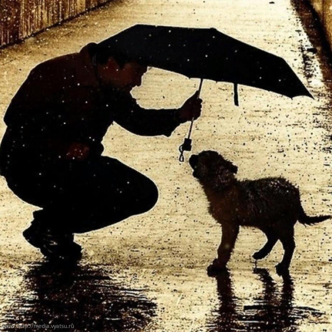 Не заботившийся о деле. Добрые поступки. Собака под дождем. Красивый поступок. Добрые поступки людей.