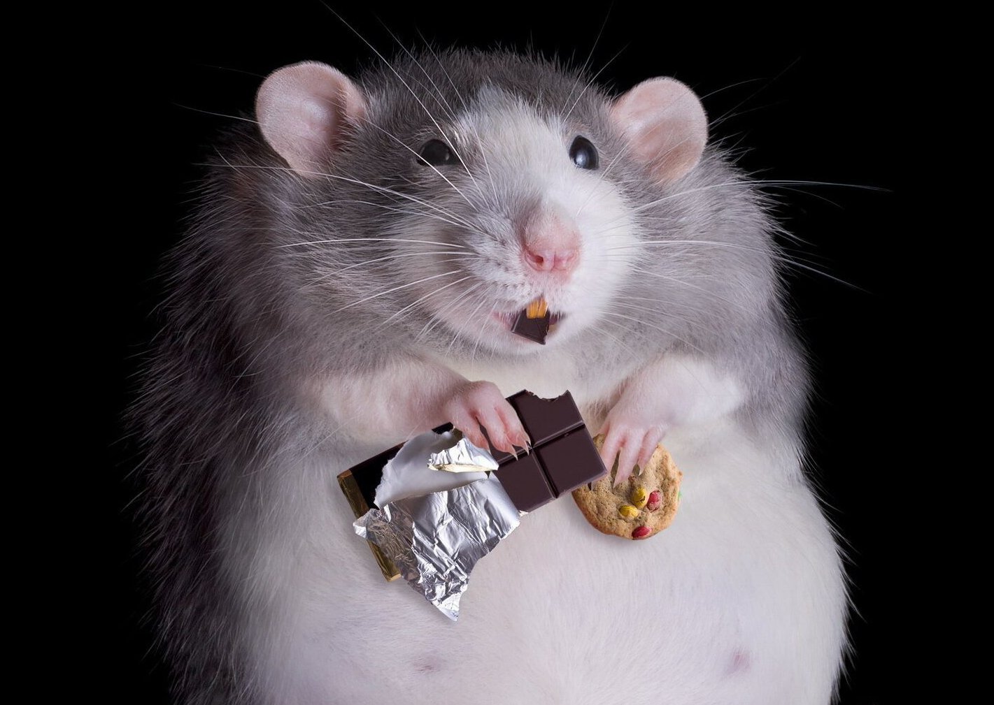 Жир мыши. Толстая мышь. Крыса. Миша толстый. Крыса Обжора.