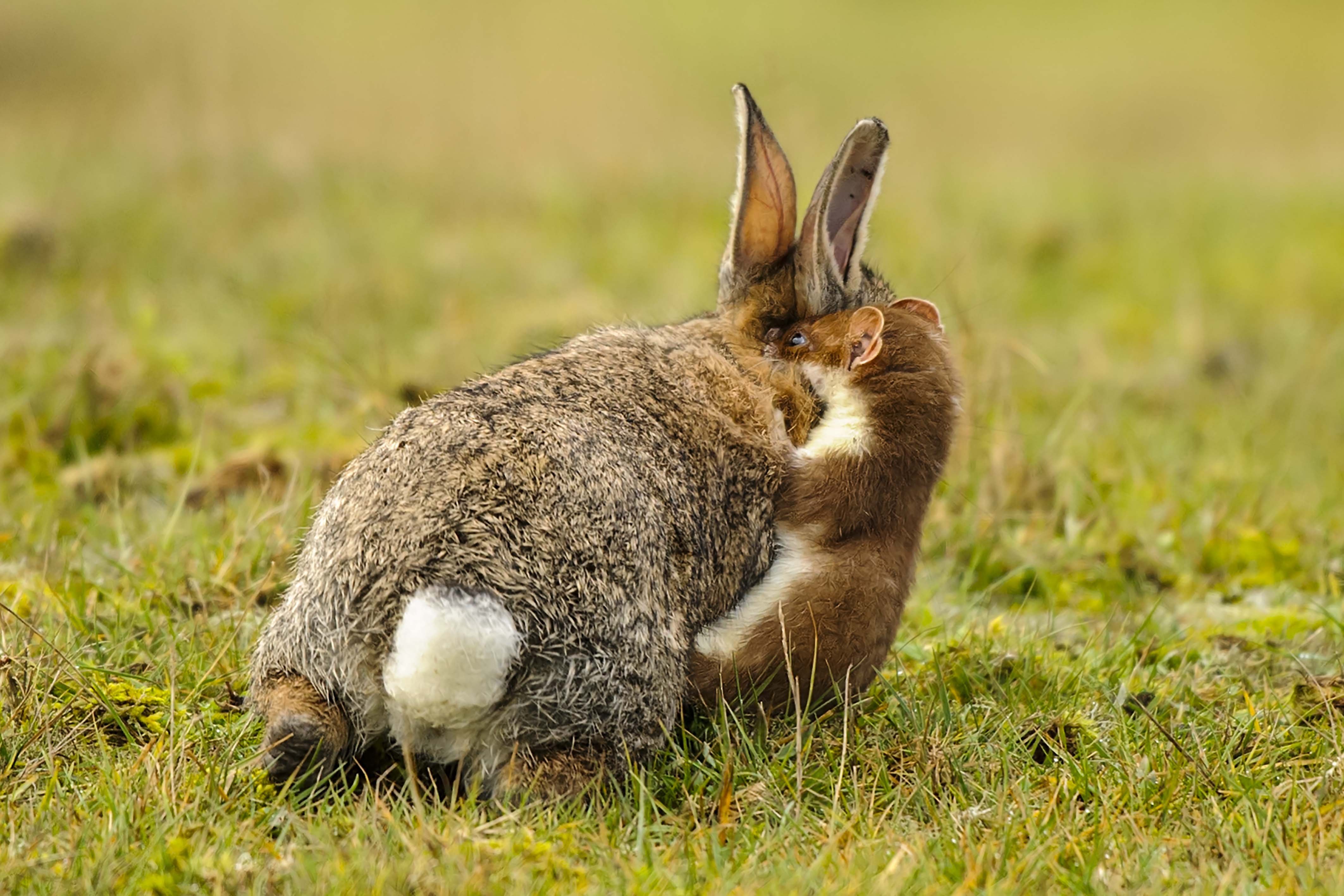 Заяц сразу. Заяц. Кролик. Необычные кролики. Смешной заяц.
