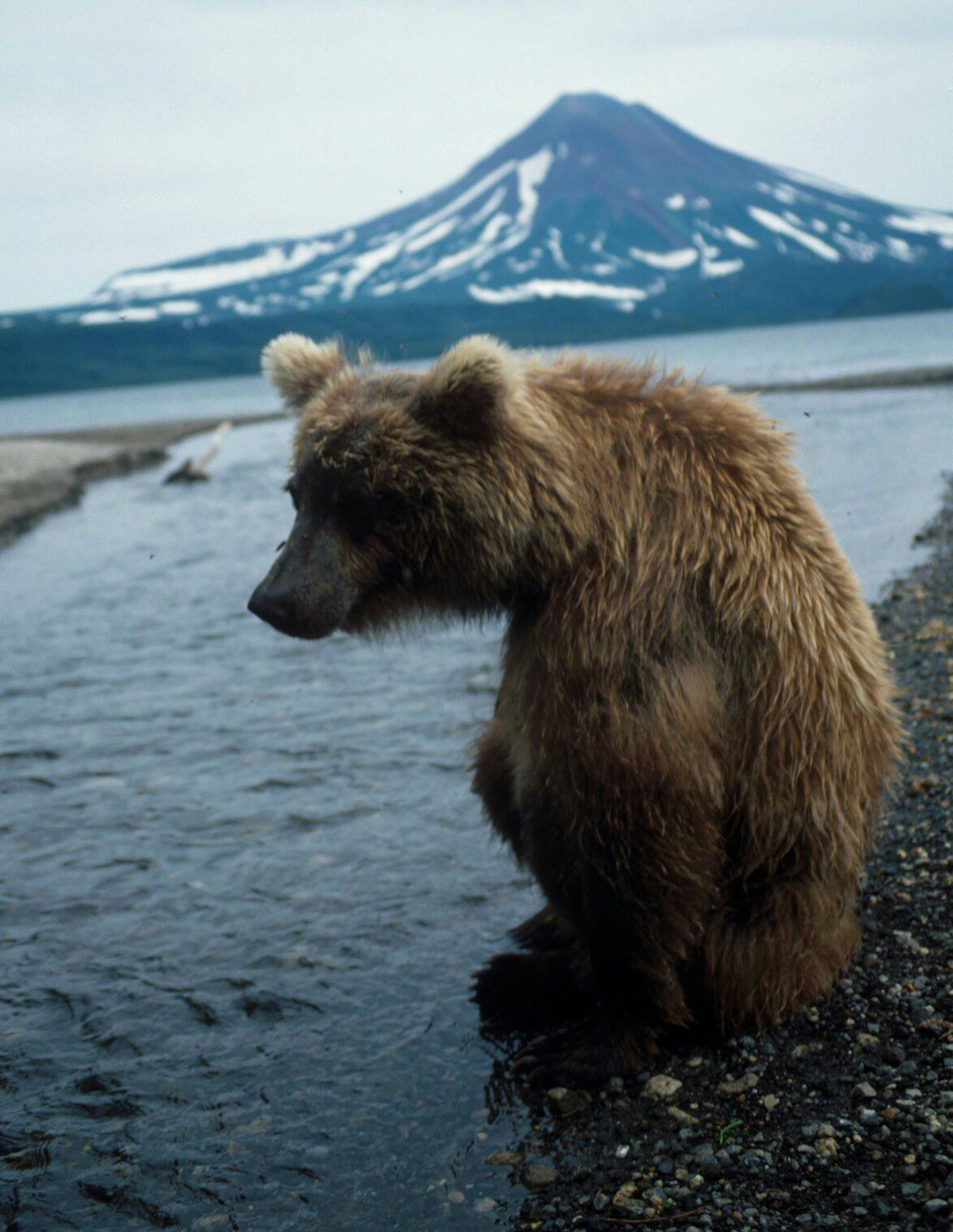 Где живет камчатский медведь. Байкало-Ленский заповедник бурый медведь. Камчатка Тайга. Камчатка медведи. Бурый медведь.