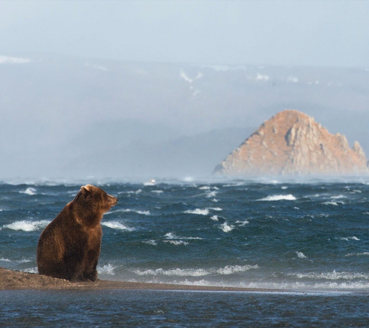 Где живет камчатский медведь. Камчатка медведи. Южно-Камчатский заказник Курильское озеро. Курильское озеро медведи.