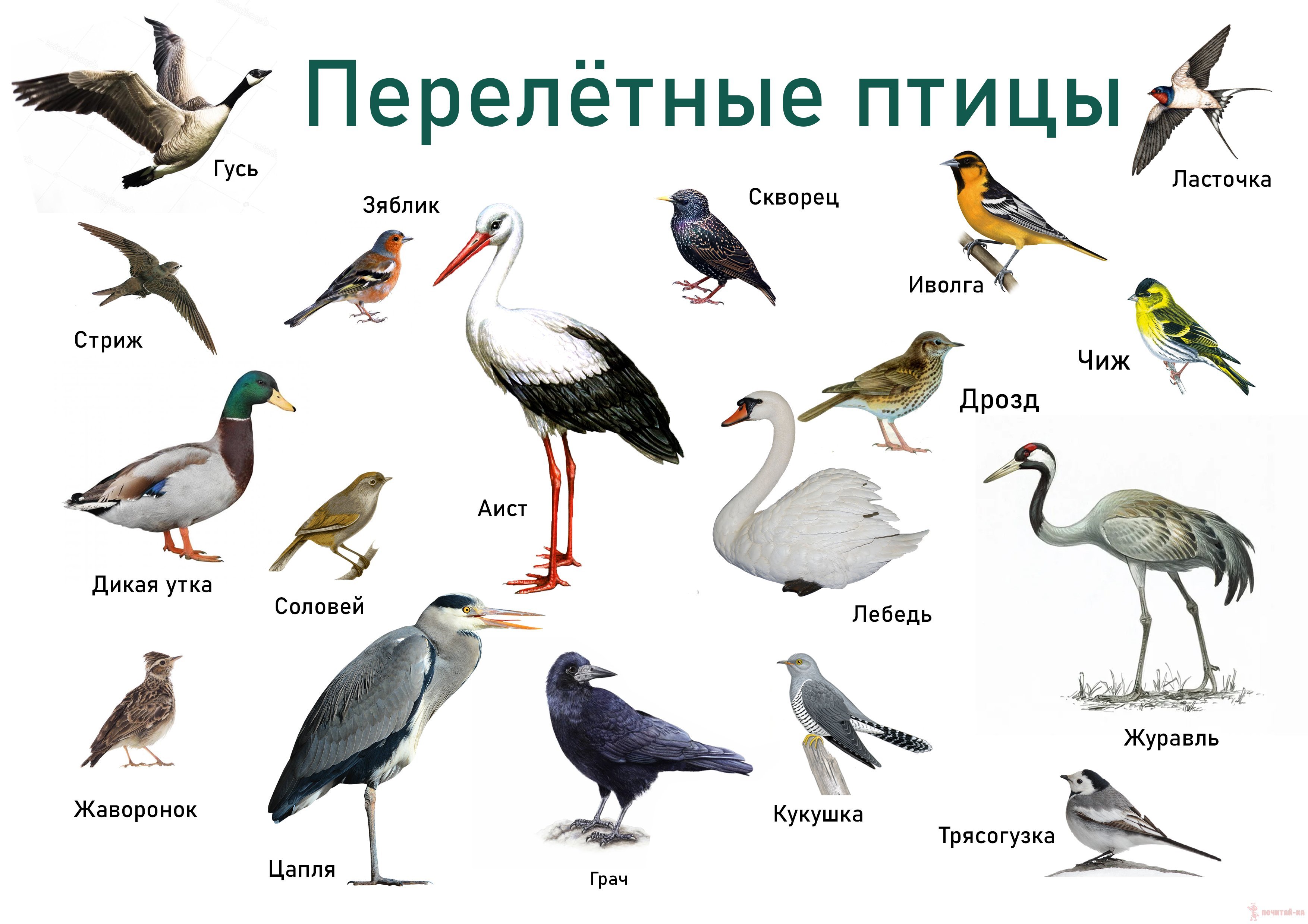 Перелетные Птицы Пермского Края Фото С Названиями