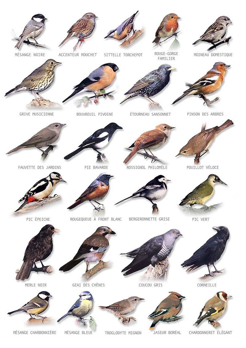 перелетные птицы россии фото с названиями