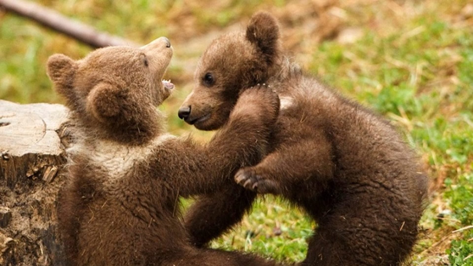 Маленький медведь. Медвежата. Милые медвежата. Маленький Медвежонок. Играющие медвежата.