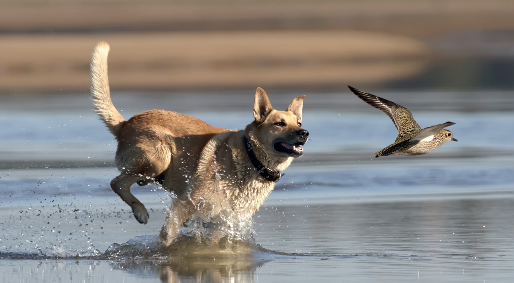 Chase animals. Собака бежит. Собака бежит по воде. Щенок бежит. Бег с собакой.