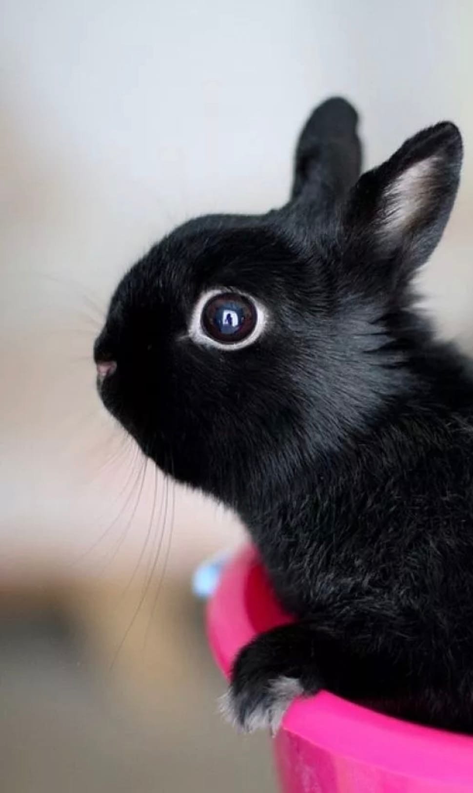 фото черных кроликов