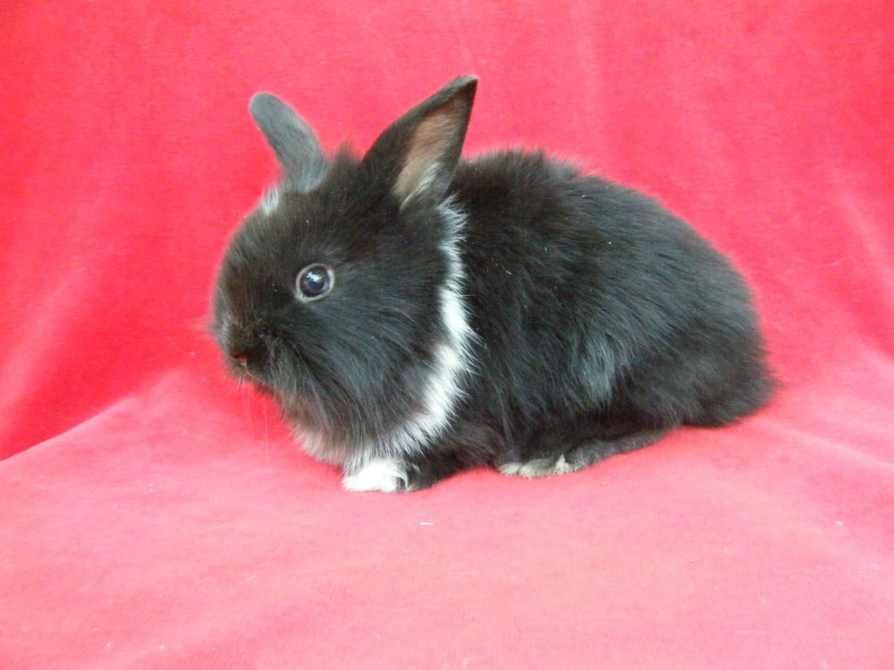 черный декоративный кролик фото