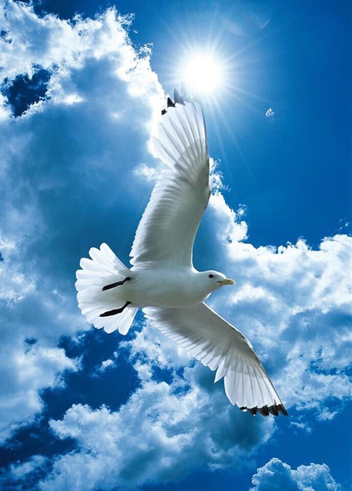 Heaven bird. Птицы в небе. Птицы на Неве. Белые голуби в небе. Птица в небесах.