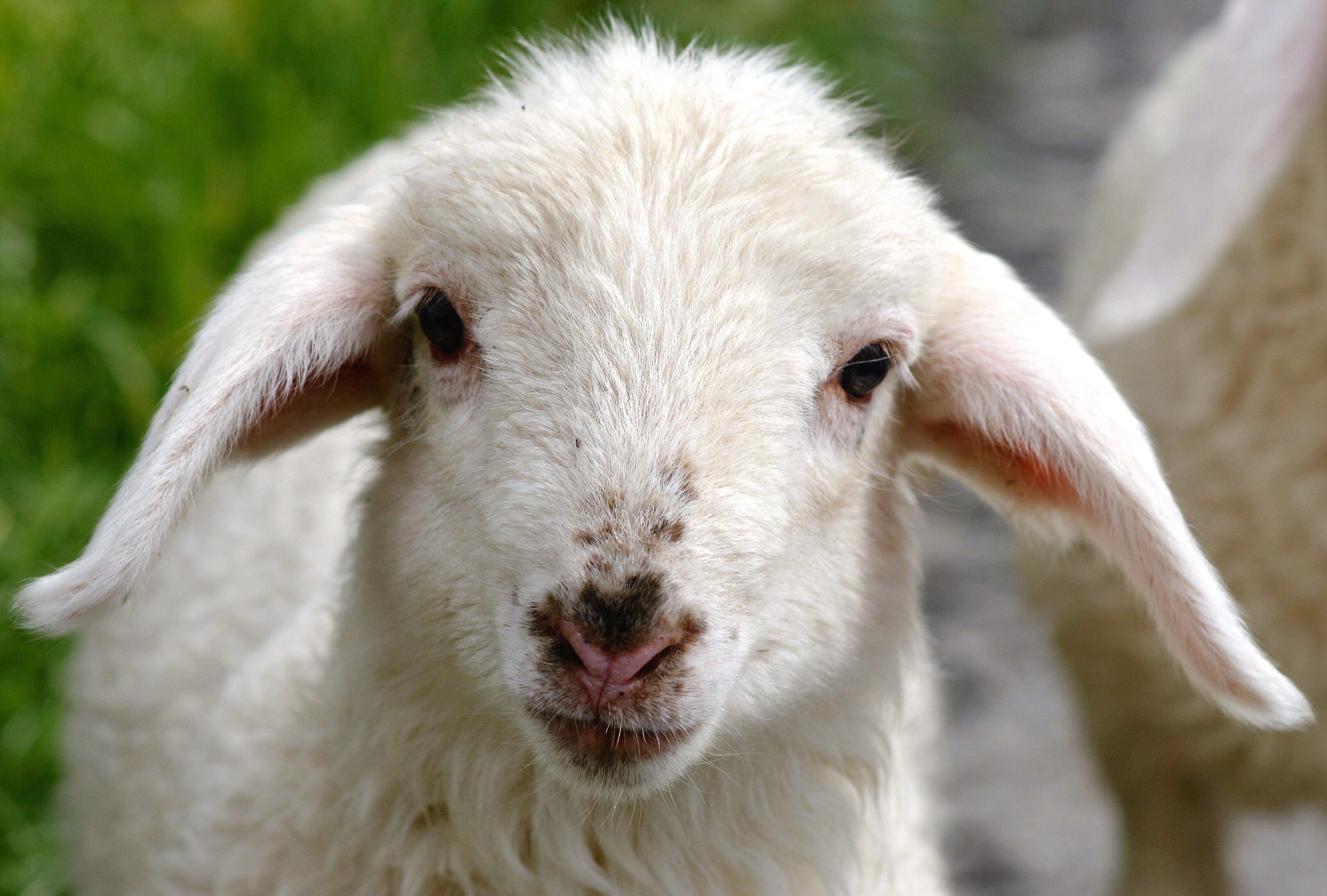 Ягнята коза. Овечка Lamb. Овечки с длинными ушами порода. Красивая овца. Милые бараны.