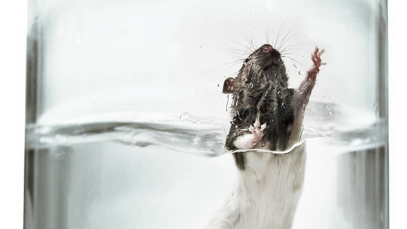 Мышь в воде. Курт Рихтер эксперимент. Курт Рихтер эксперимент с крысами. Доктор Курт Рихтер поместил крыс.