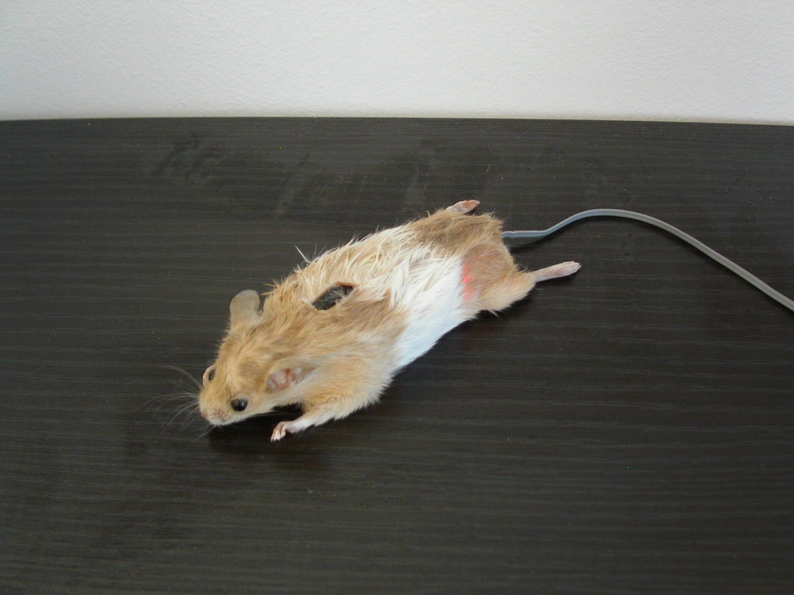 Миллер мыши. Мышка. Необычная мышь. Странные мышки. Мышь Живая.