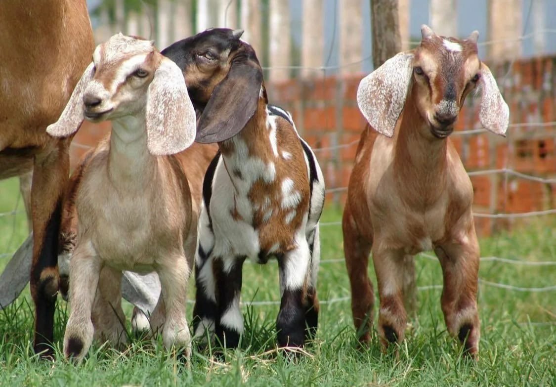 Нубийцы козы