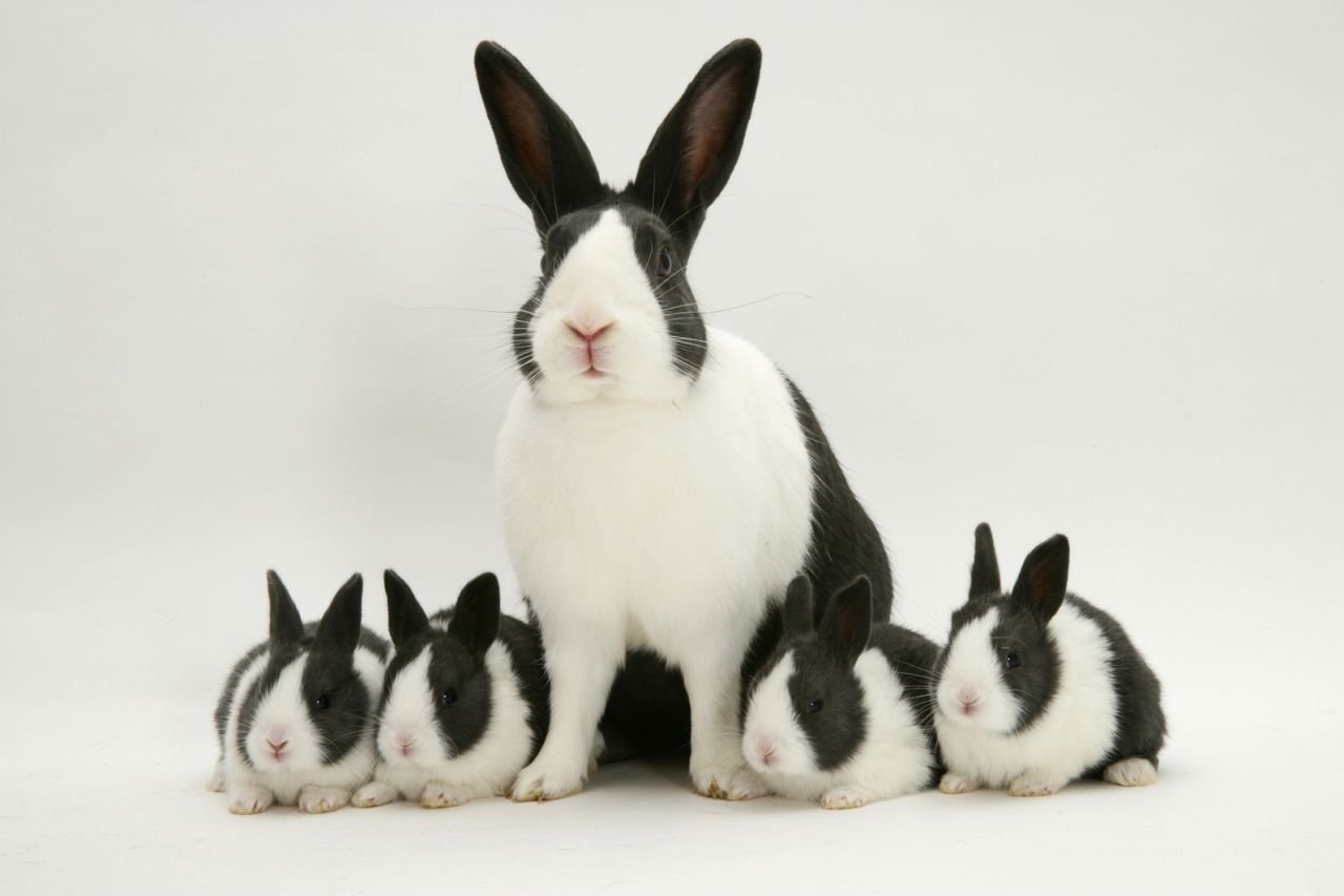 I a pet rabbit. Кролик породы голландский карликовый. Датский голландский кролик. Голландская порода кроликов. Кролики породы Аляска.