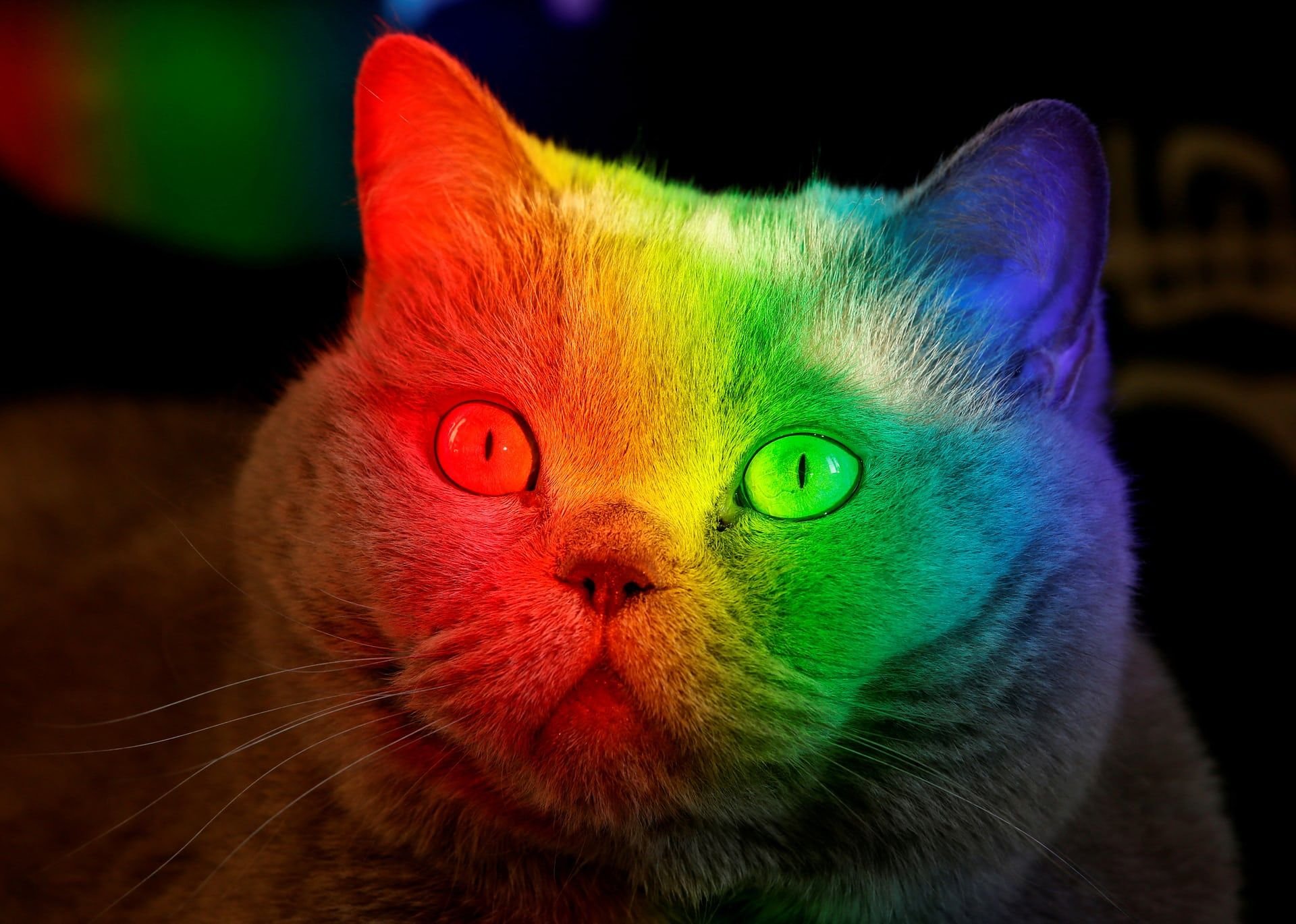 Радужка кошки. Разноцветная кошка. Радужная кошка. Разноцветные котята. Радужные котята.