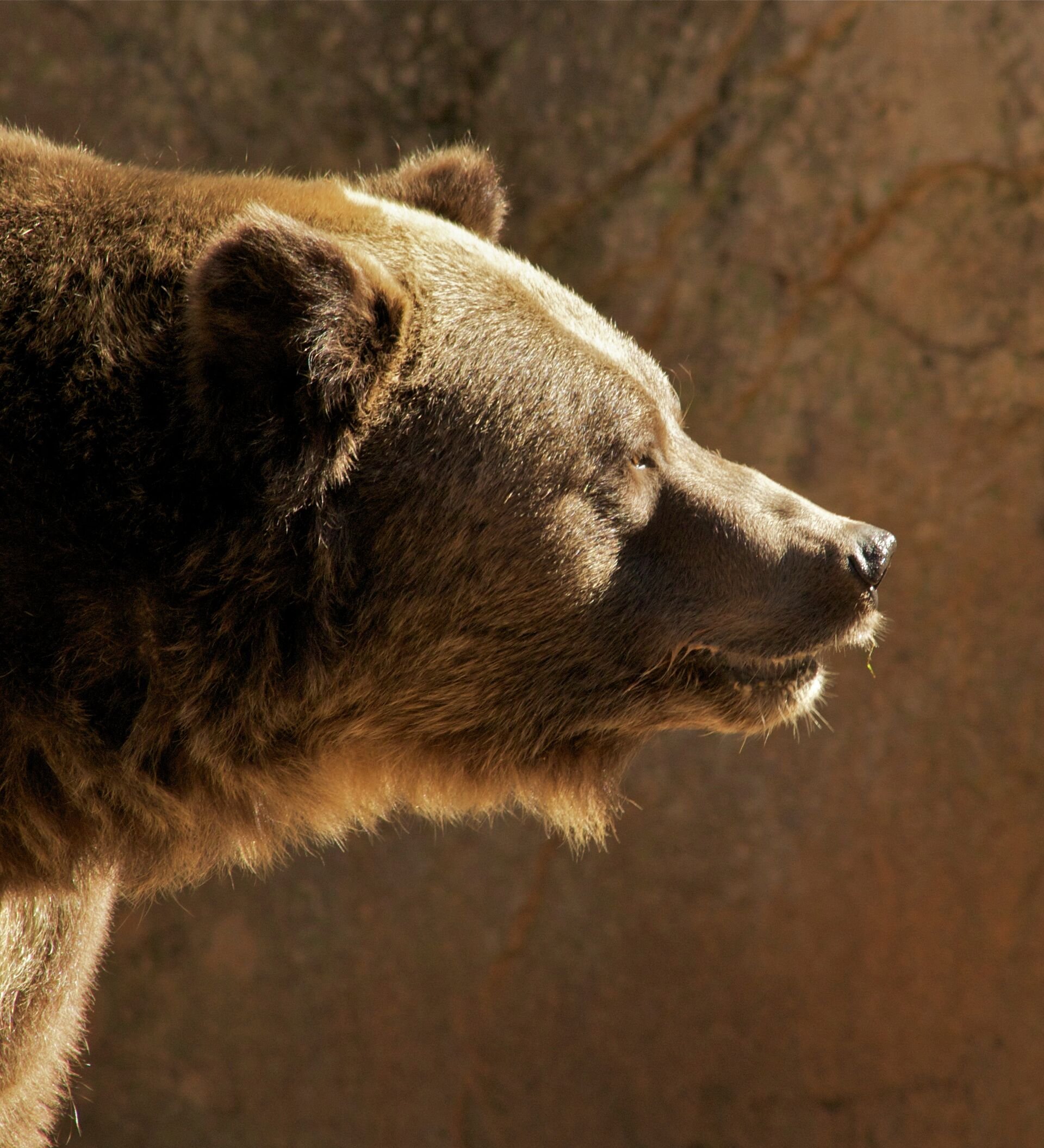 Бурый медведь голова. Гризли североамериканский бурый медведь. Медведь Гризли профиль. Медведь Гризли сбоку. Медведь Гризли злой.