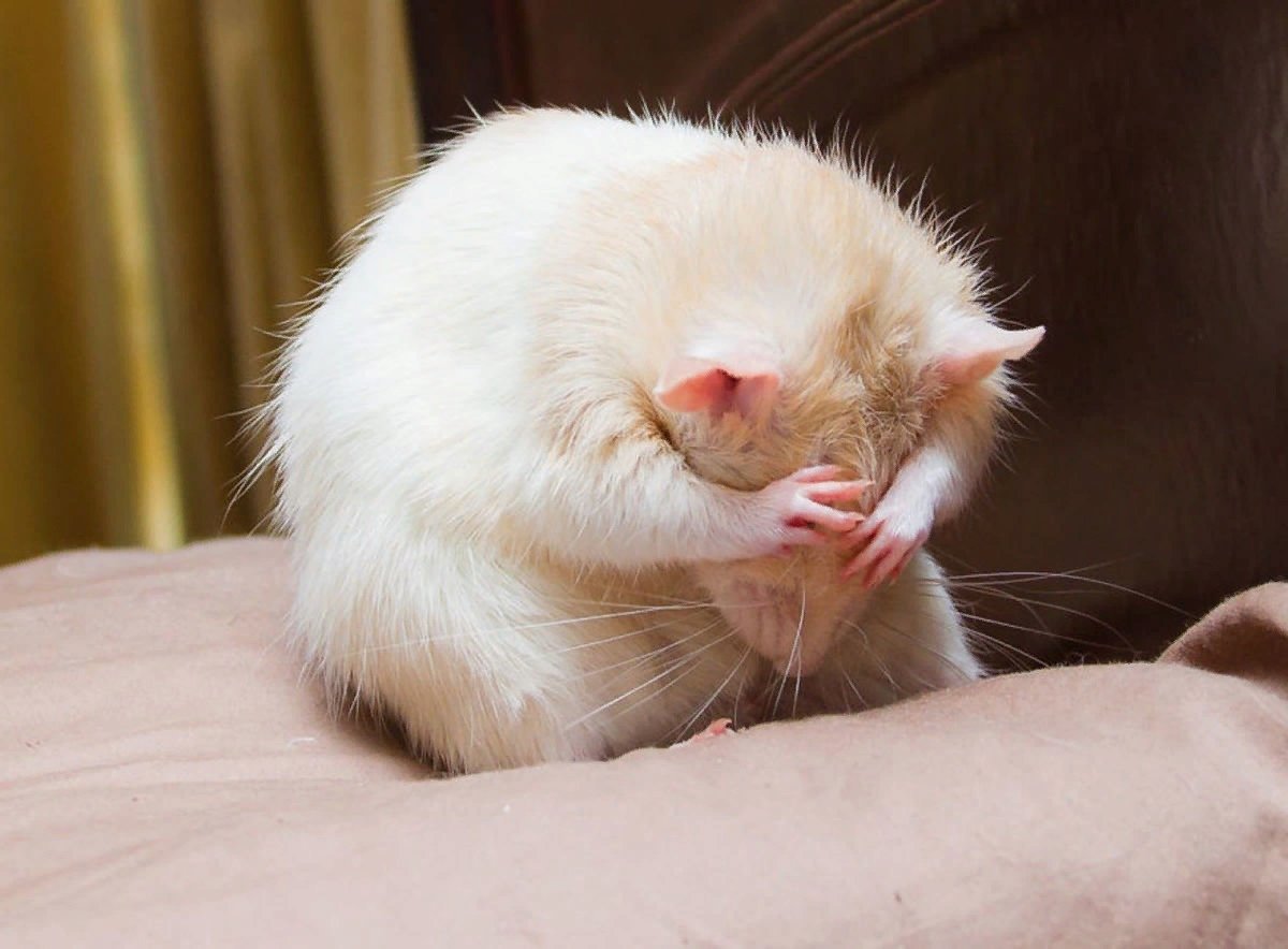 Мышки плачу. Белая мышь. Обиженная мышь. Мышь умывается. Милые крыски.