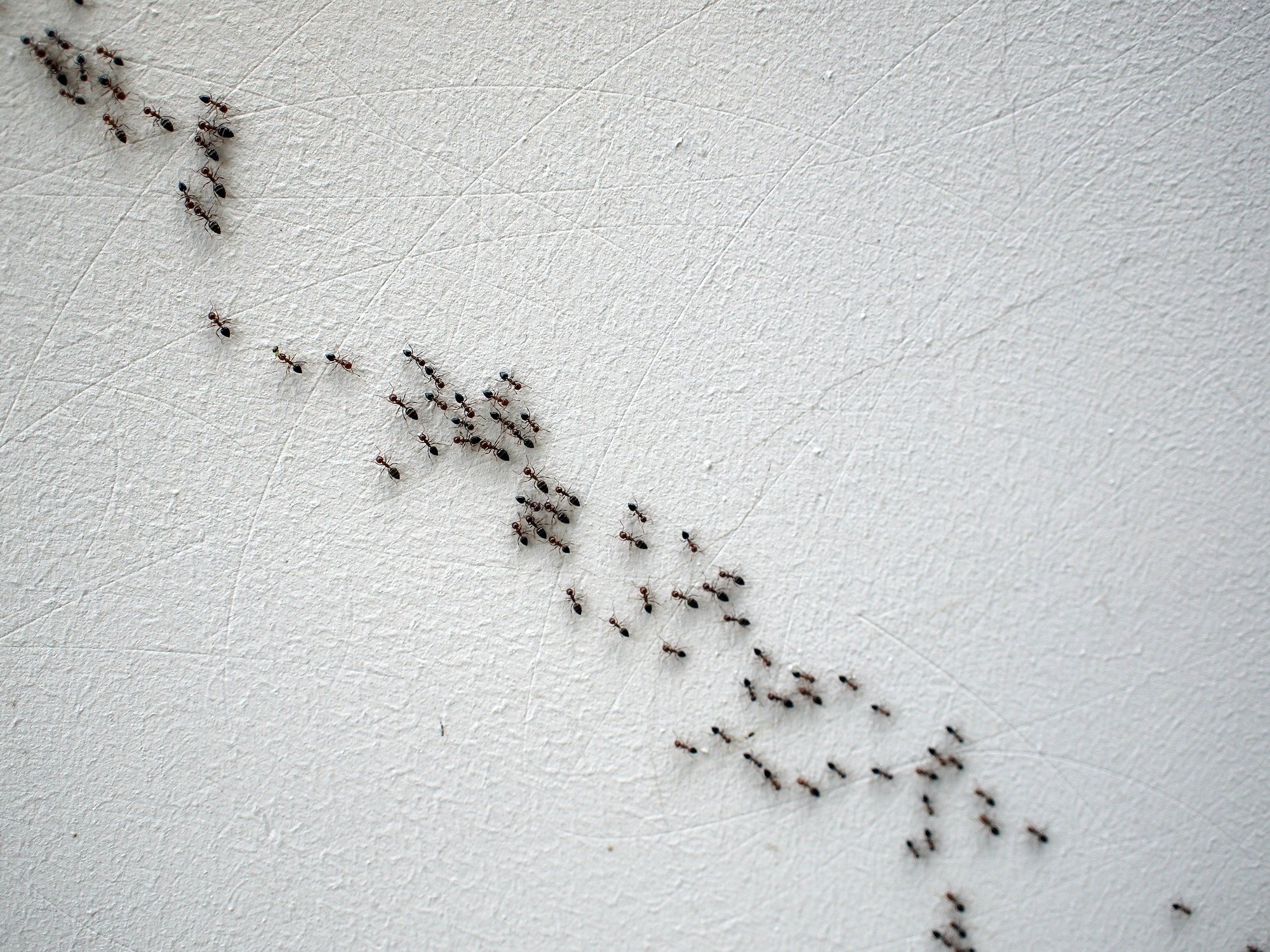 Читать серые муравьи