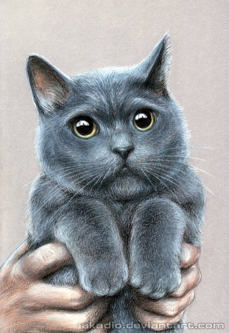 Аватар кот серый