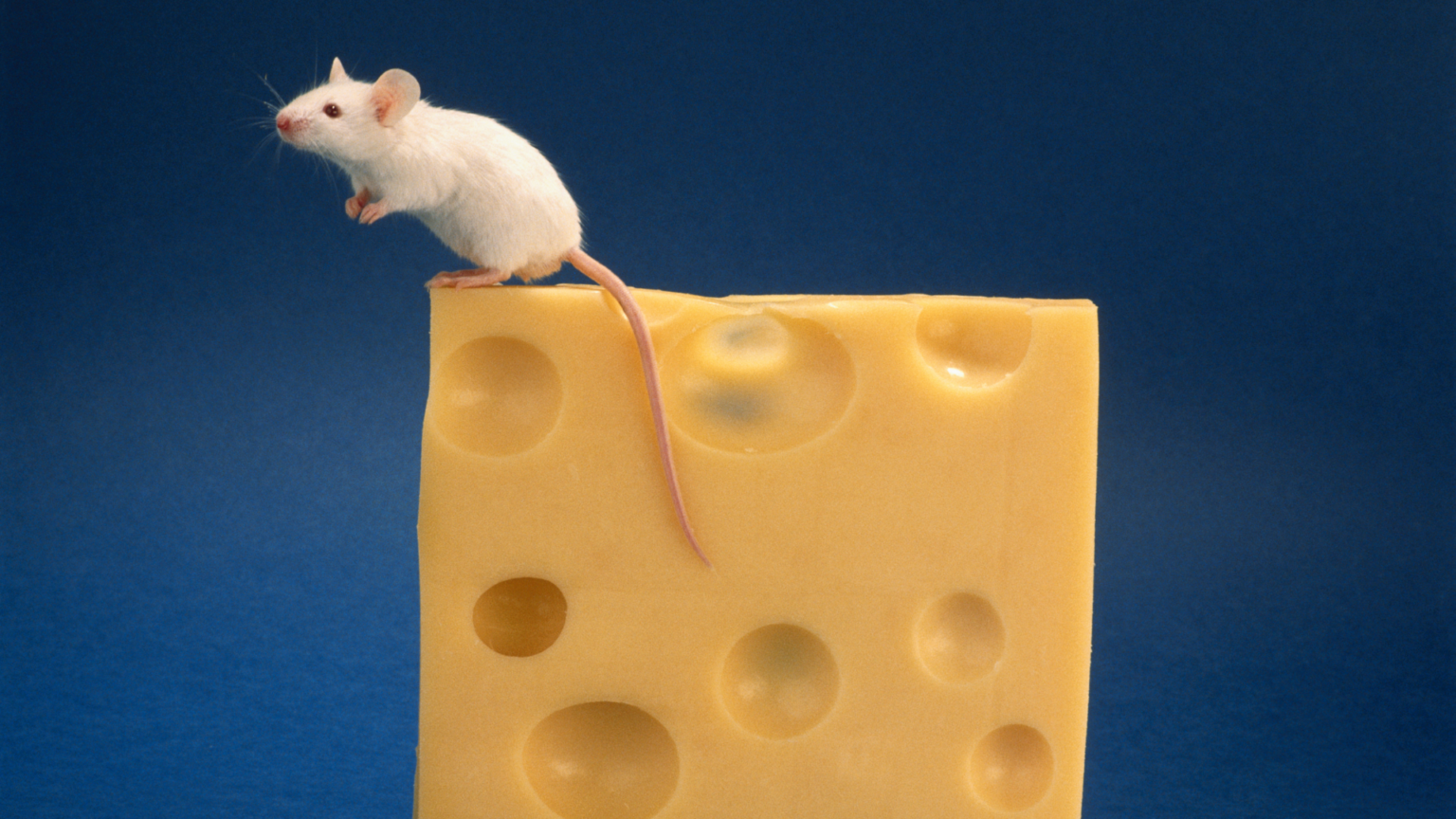 Про мышей и сыр. Мышь+сыр. Мышка в сыре. Мышка с сыром. Мыши любят сыр.