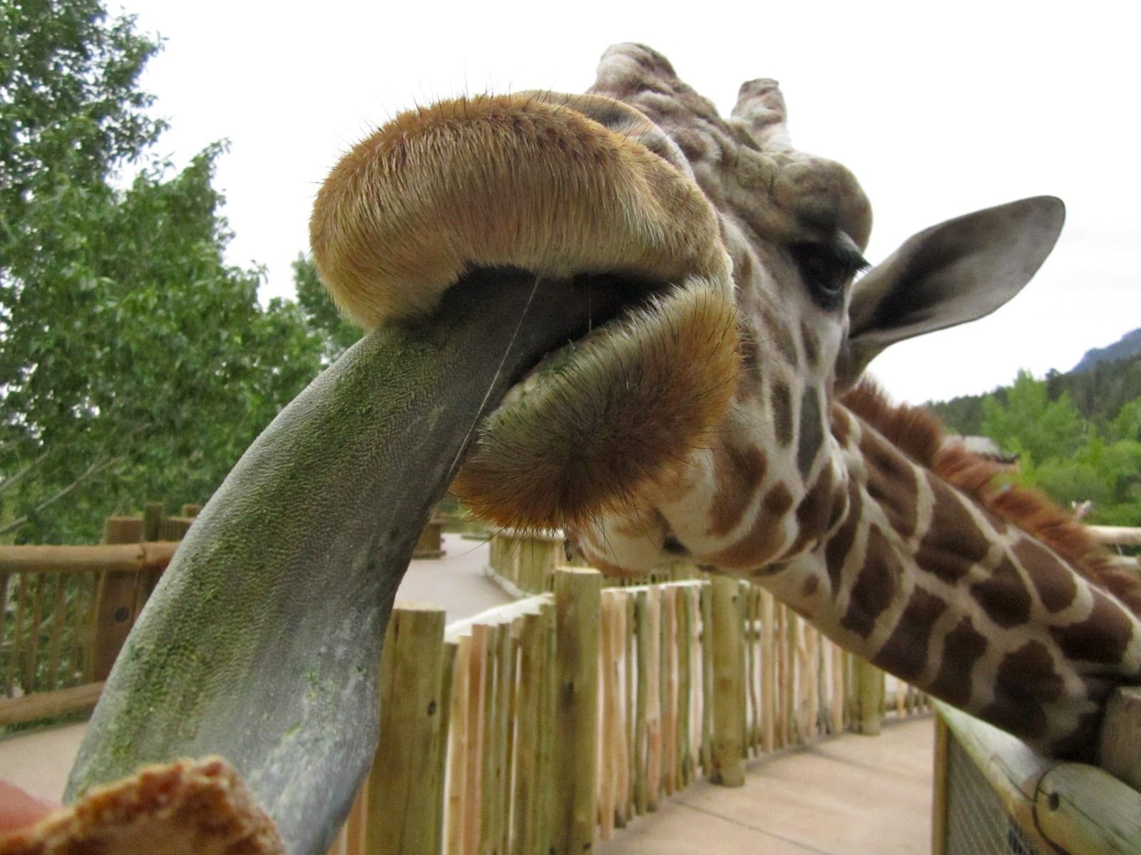 Длинный язык жирафа