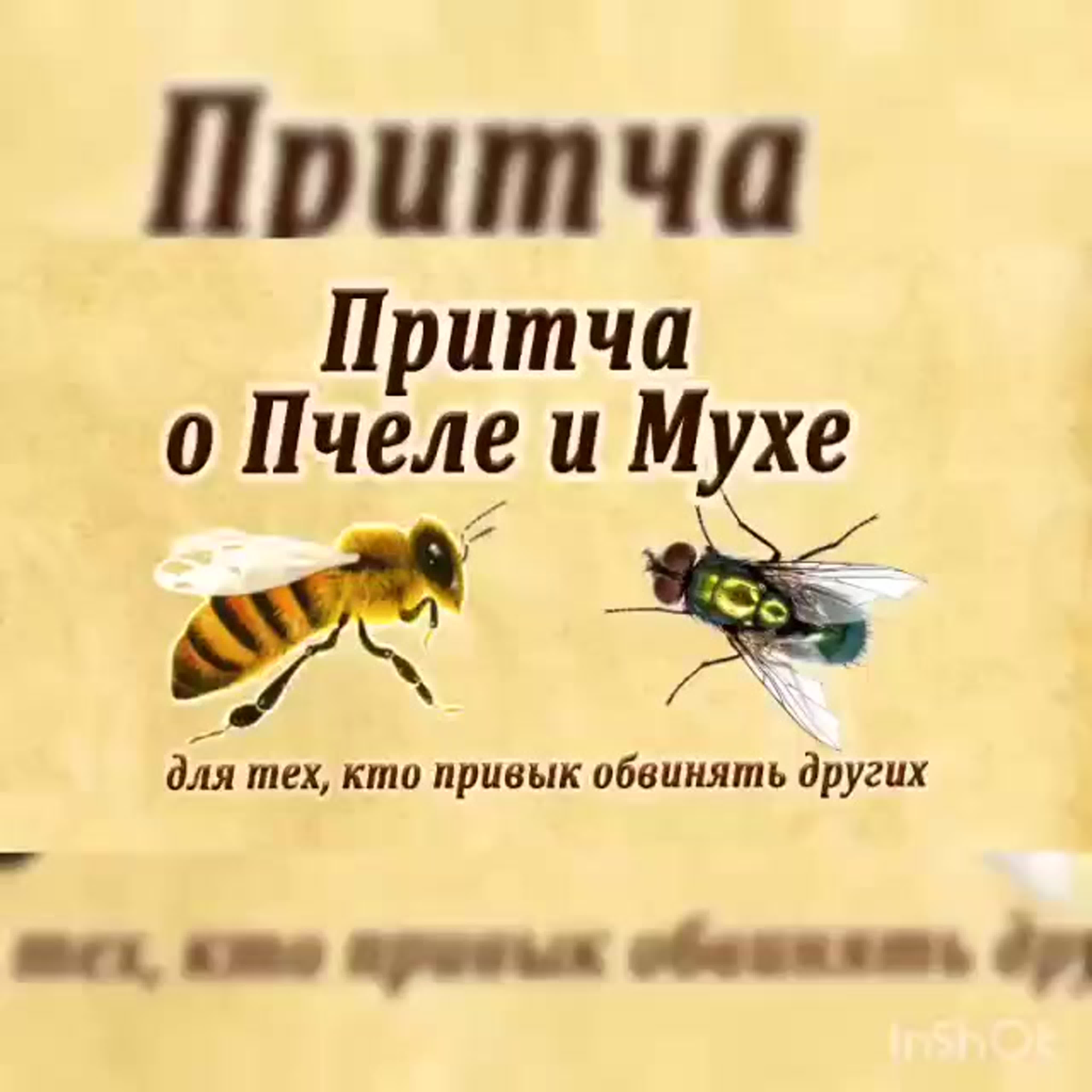 Притча о мухе. Притча о пчеле и мухе. Муха и пчела. Мудрые притчи о пчеле. Философия пчелы и мухи.