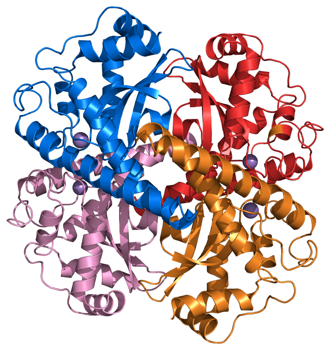 Структура белка представленная глобулой. Супероксиддисмутаза и каталаза. Супероксиддисмутаза строение. Фермент супероксиддисмутаза строение. Супероксиддисмутаза формула структурная.