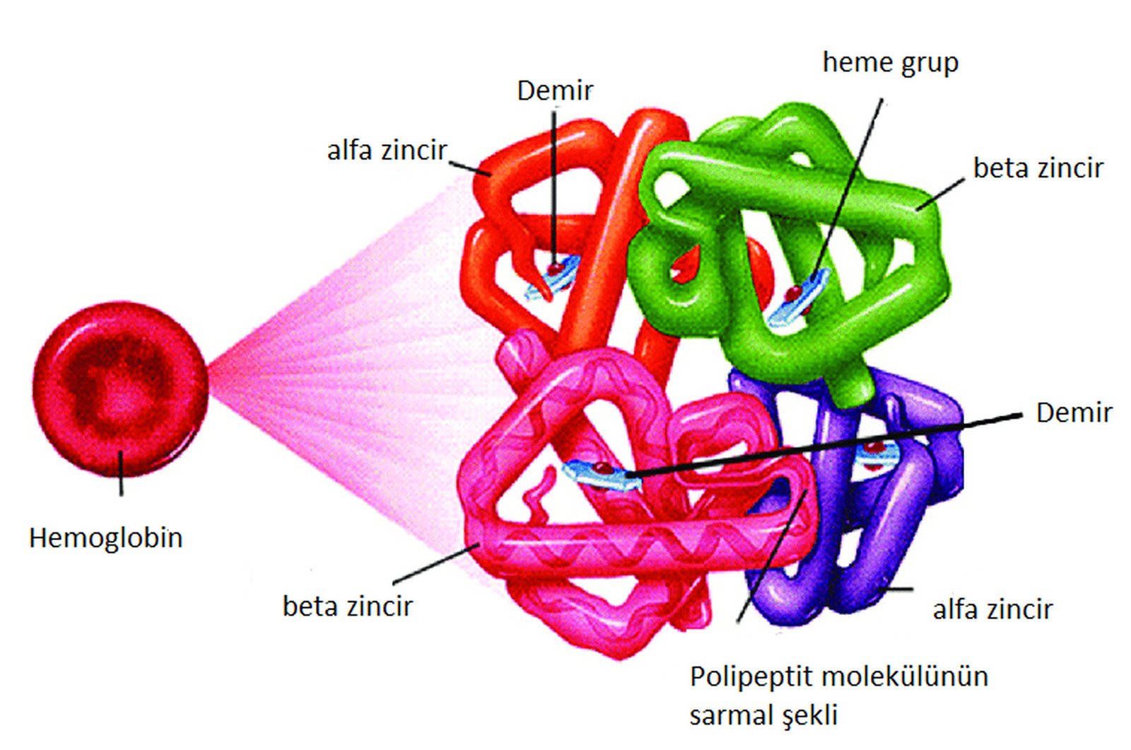 Белки связывают воду. Молекула белка. Белковые молекулы картинки. Самоорганизация белковой молекулы. Белковая молекула.
