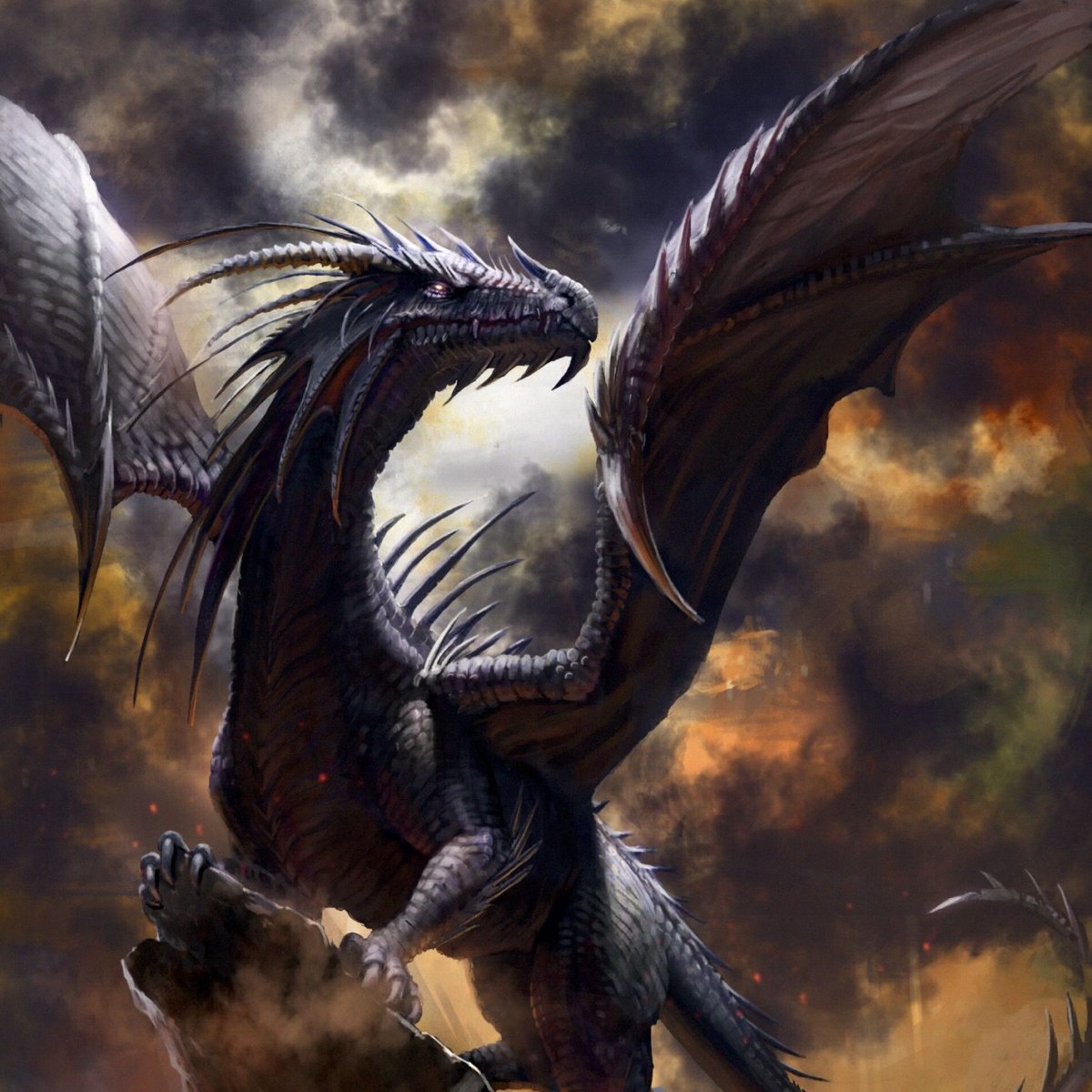 Гебридский чёрный дракон (Hebridean Black). Зирнитра дракон. ВЕРМИТОР.
