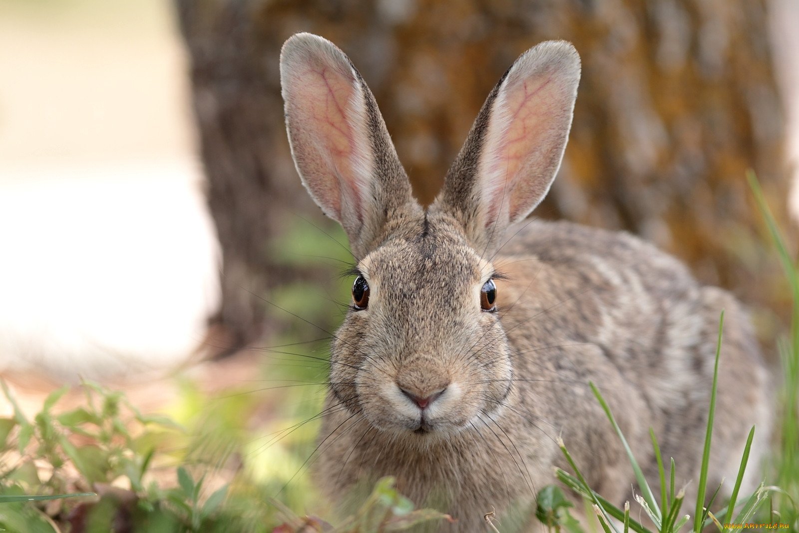 Следующая зайчик. Иберийский заяц. Заяц серый. Уши зайца. Заяц картинка.