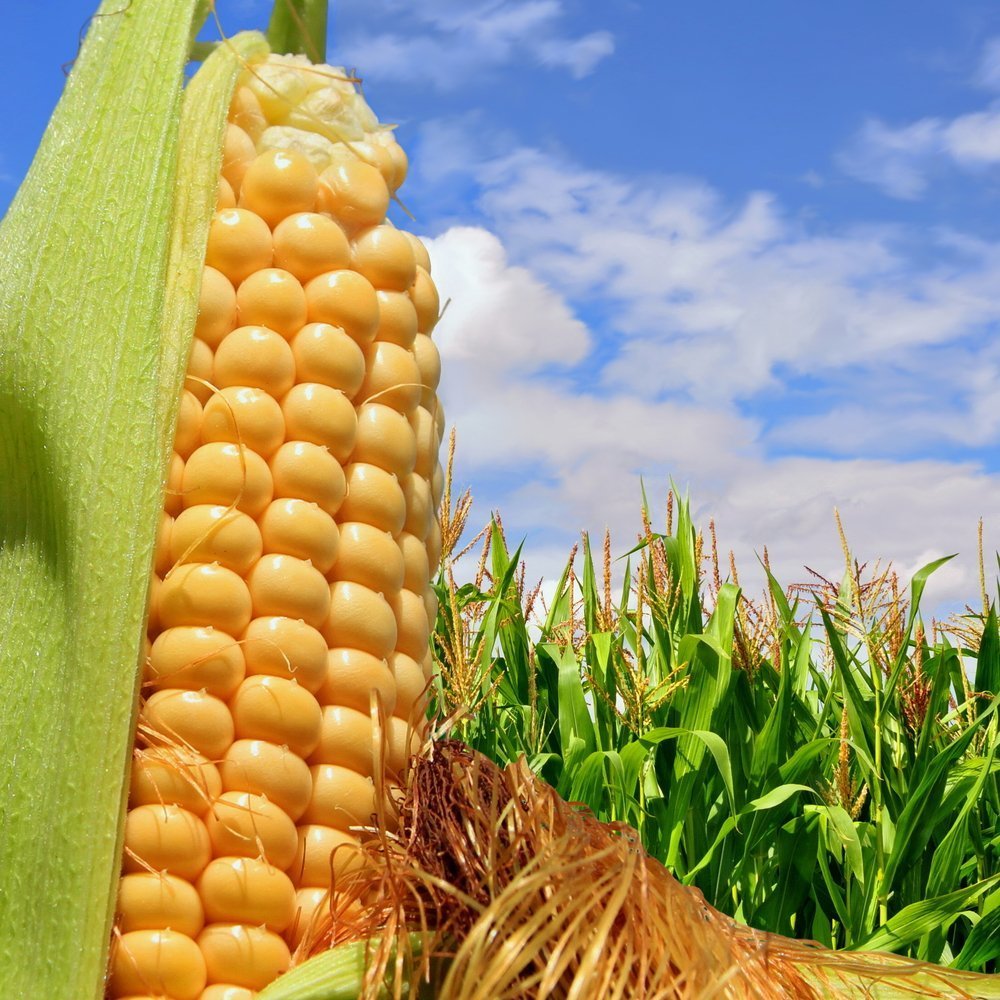 Corn me. Corn кукуруза. Ферма кукурузы. Полевая кукуруза. Зерновка кукурузы.