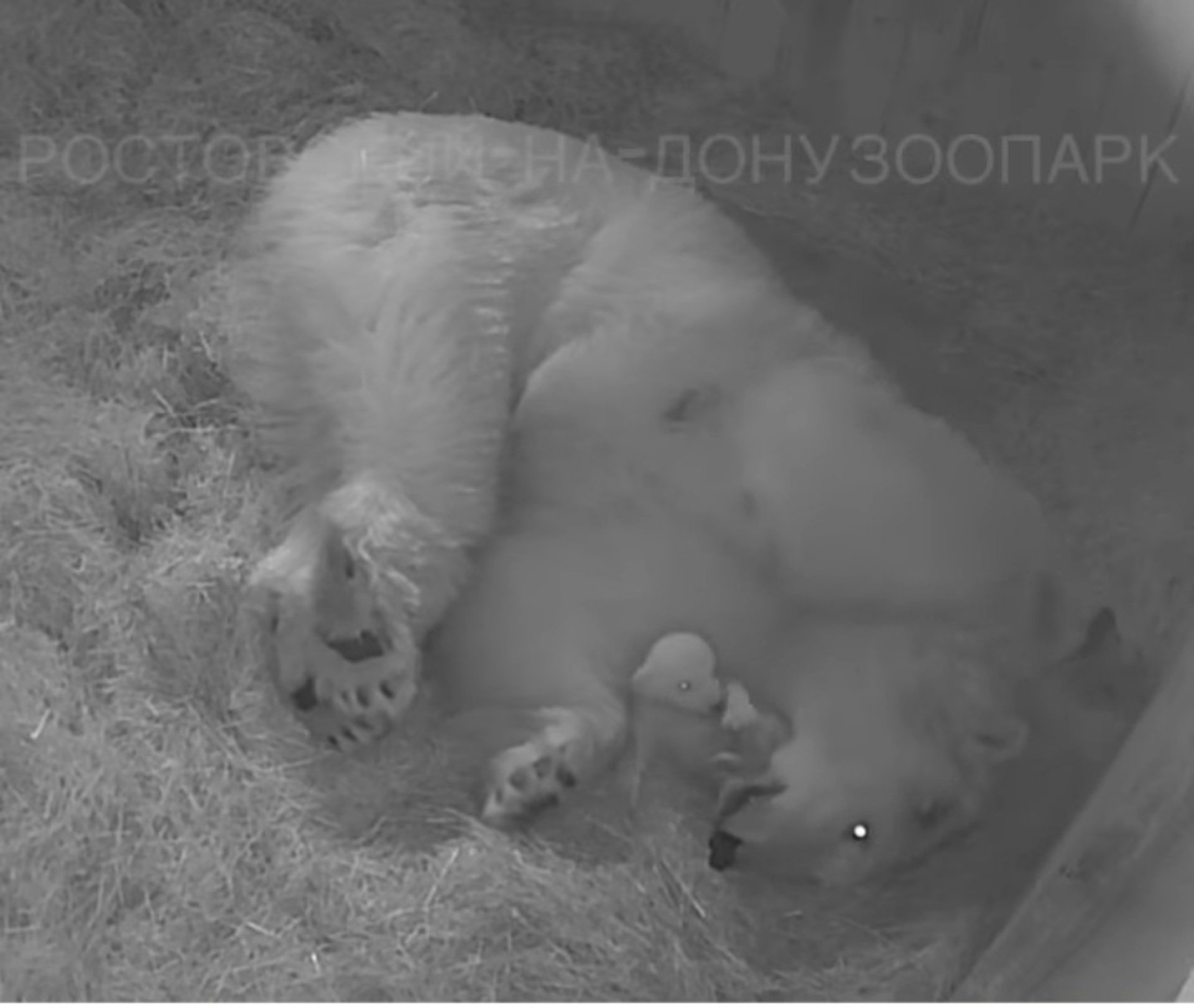 Почему медведи умирают. Новорожденный белый Медвежонок. Новорожденные белые медвежата. Новорожденный белый медведь. Новорожденные белые медведи.