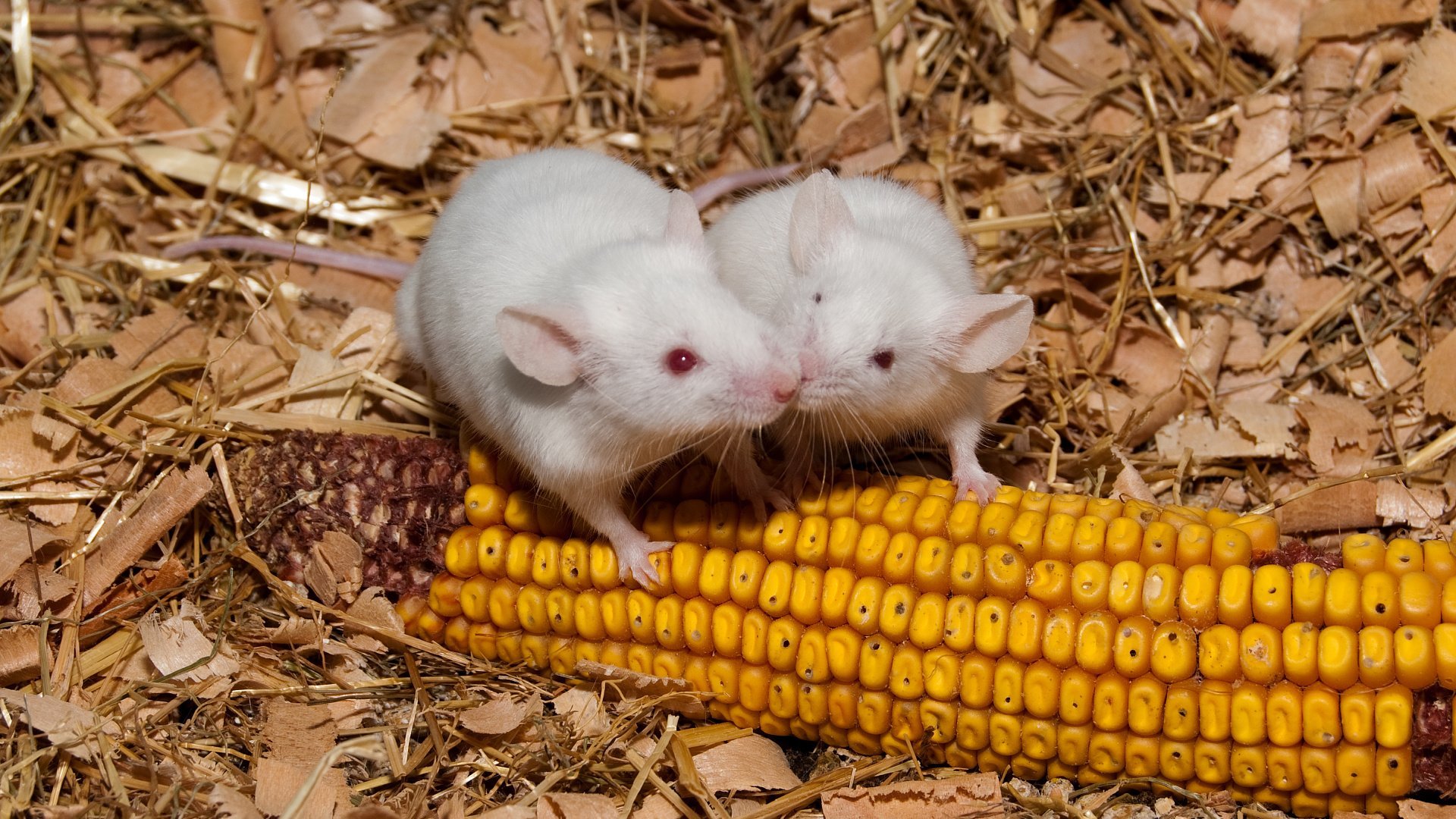 Можно ли крысам мандарины. Мышь с кукурузой. Мышь и банан. Белая мышь с сотами. Мышка белая с бананом.