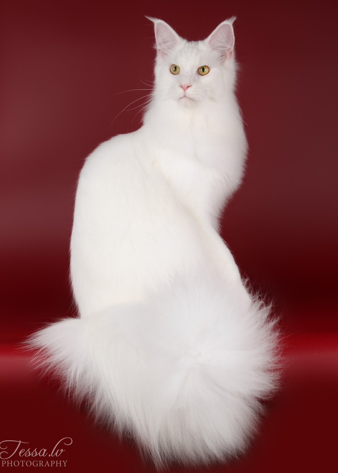 Белый мейкун. Мейн кун белый. Мейн кун белый кот. Белая кошка Мейн кун. Мейн кун ангора.