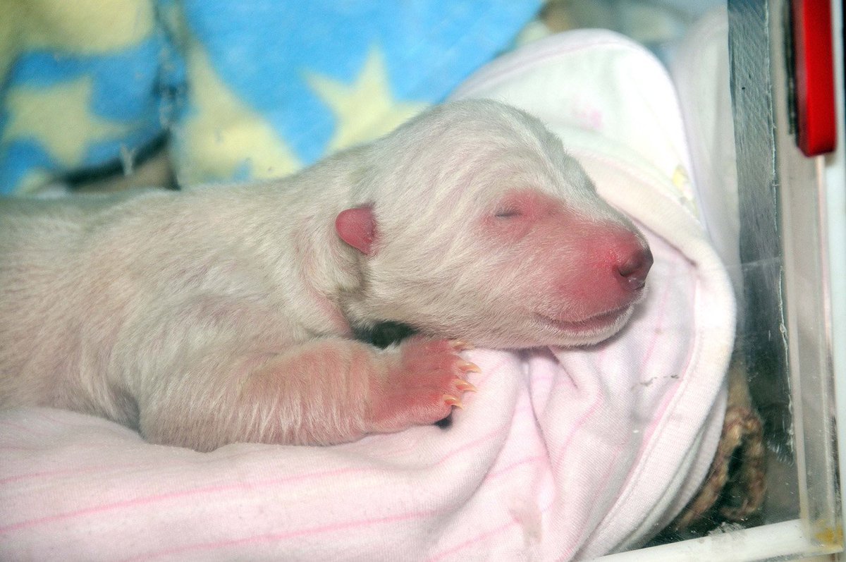 Новорожденный Полярный медведь