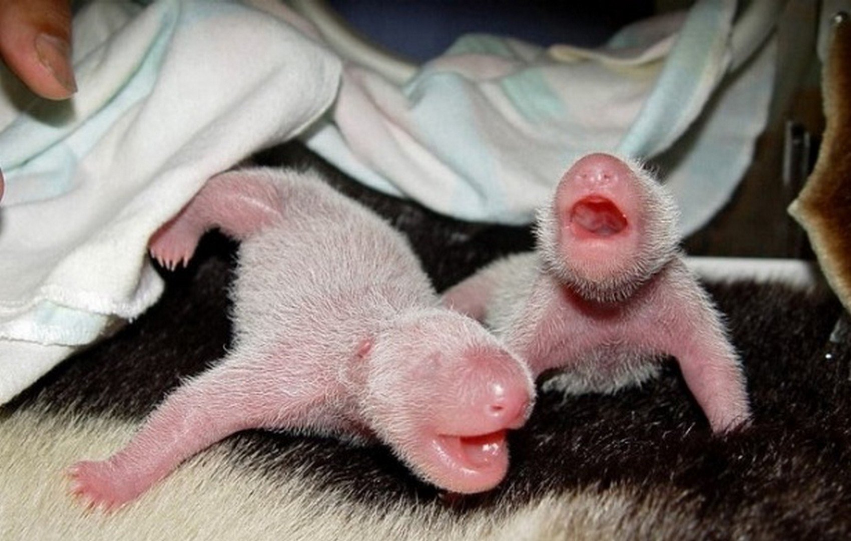 Сколько весит детеныш. Детёныш кенгуру новорожденный. Размер новорожденного кенгуру. Новорожденный Кенгуренок. Панда с детёнышем.